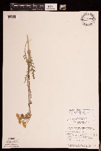 Packera paupercula image