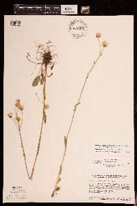 Packera paupercula image