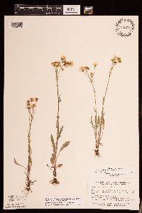 Packera paupercula image