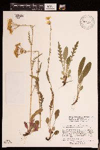 Packera paupercula image