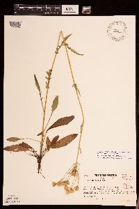 Packera paupercula image