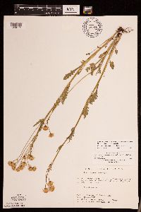 Packera paupercula image