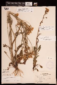 Packera paupercula image