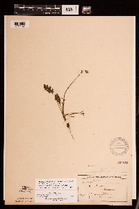 Packera plattensis image