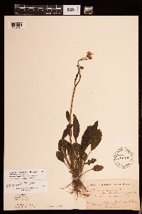 Packera plattensis image