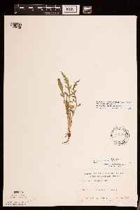 Packera plattensis image