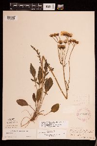 Packera plattensis image