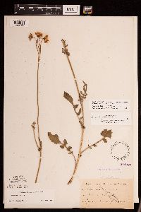 Packera plattensis image