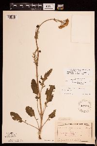 Packera plattensis image