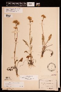 Packera plattensis image