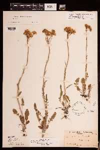 Packera plattensis image