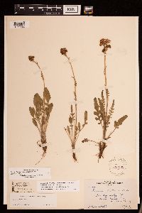 Packera plattensis image