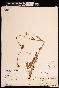 Packera plattensis image