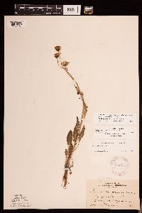 Packera plattensis image