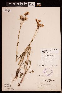 Packera plattensis image