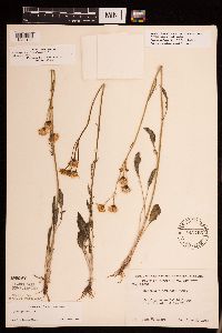 Packera plattensis image