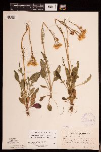 Packera plattensis image