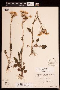 Packera plattensis image