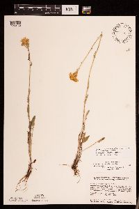 Packera plattensis image