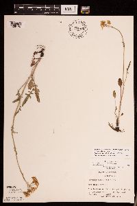 Packera plattensis image