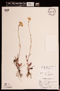 Packera plattensis image