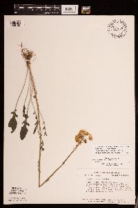 Packera plattensis image