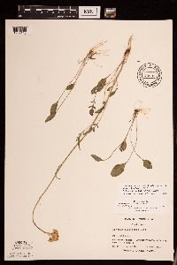 Packera plattensis image