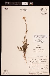 Packera plattensis image