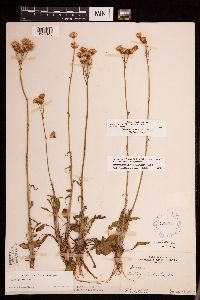 Packera plattensis image