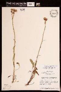 Packera plattensis image