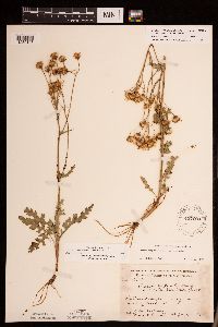 Packera plattensis image