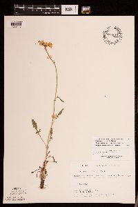 Packera plattensis image