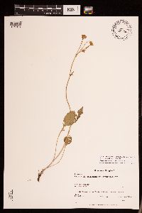 Packera plattensis image