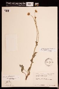 Packera plattensis image