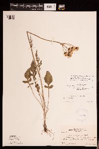 Packera plattensis image