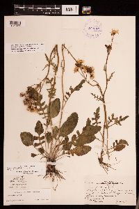 Packera plattensis image