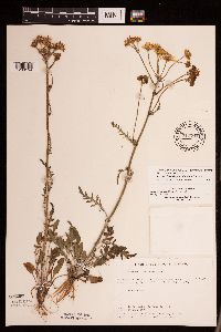 Packera plattensis image