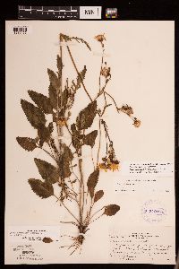 Packera plattensis image