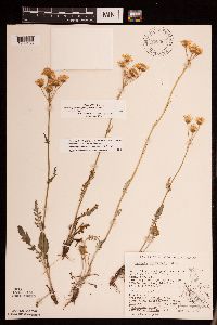 Packera plattensis image