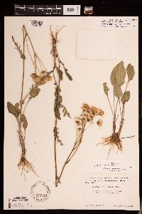 Packera plattensis image