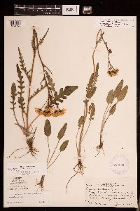 Packera plattensis image