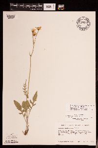 Packera plattensis image