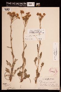 Packera plattensis image