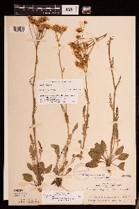 Packera plattensis image