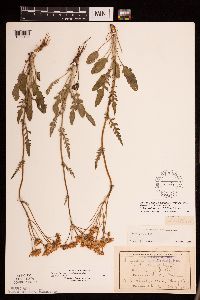 Packera plattensis image