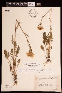 Packera plattensis image