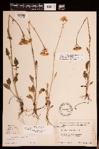 Packera plattensis image