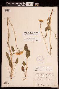 Packera plattensis image