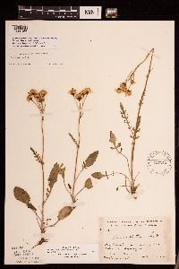 Packera plattensis image