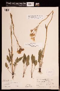 Packera plattensis image